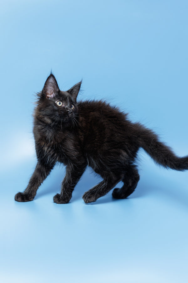 Entony | Maine Coon Kitten