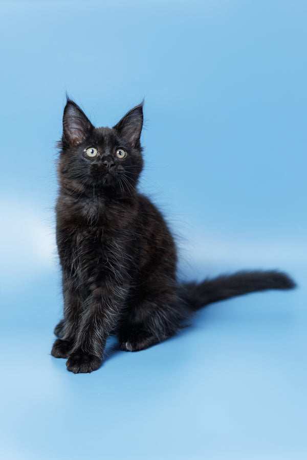 Entony | Maine Coon Kitten