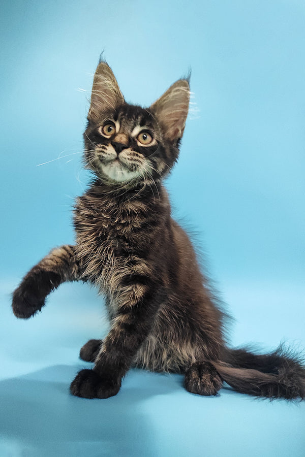 Zinch | Maine Coon Kitten