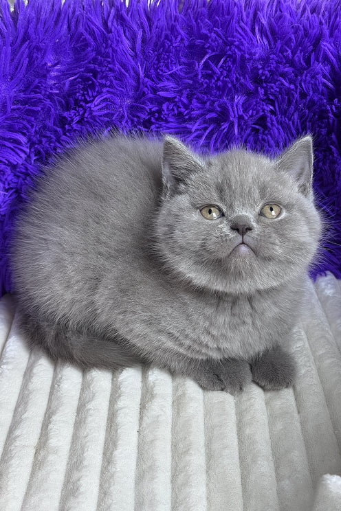 Kondey | British Shorthair Kitten