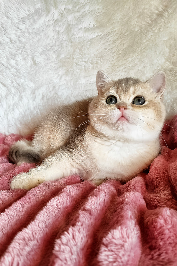 Melane | British Shorthair Kitten