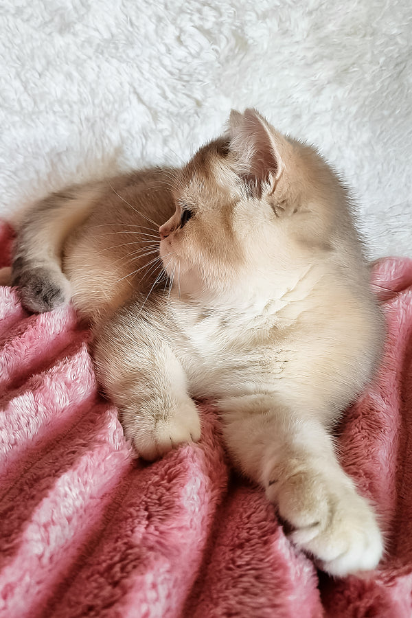 Melane | British Shorthair Kitten