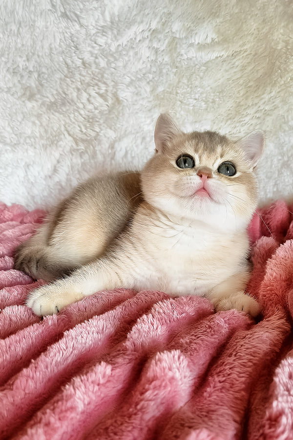 Melane | British Shorthair Kitten