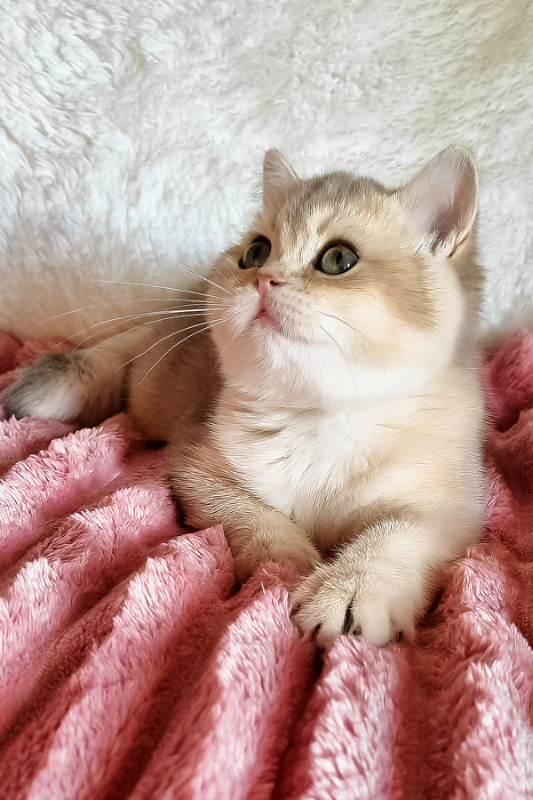 Melane | British Shorthair Kitten