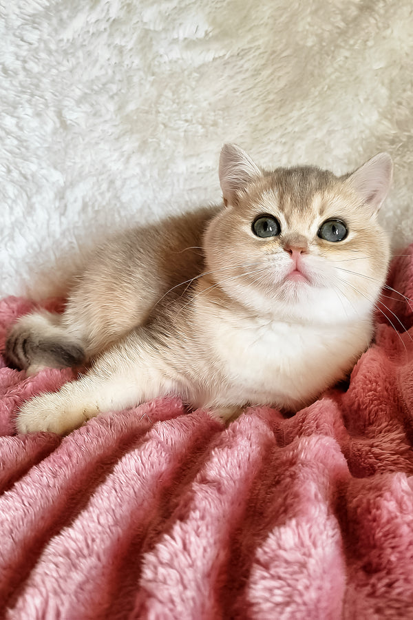 Melane | British Shorthair Kitten