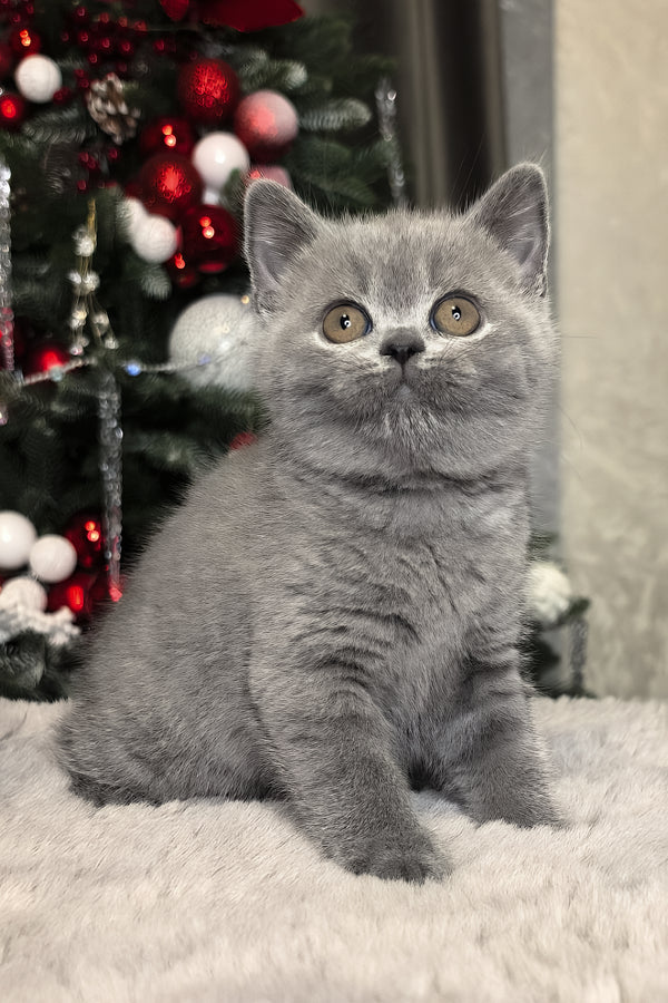 Nelli | British Shorthair Kitten