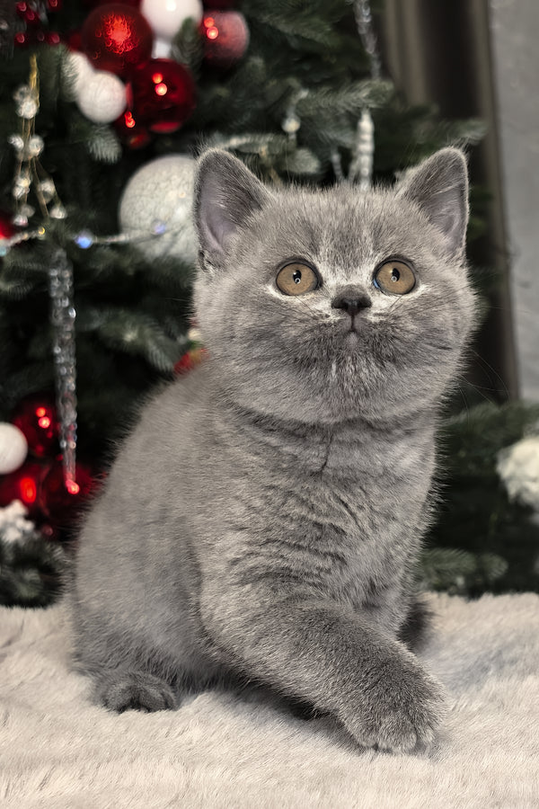 Nelli | British Shorthair Kitten