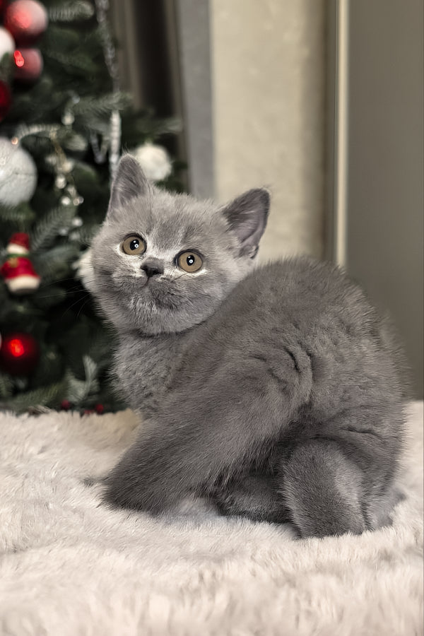 Nelli | British Shorthair Kitten