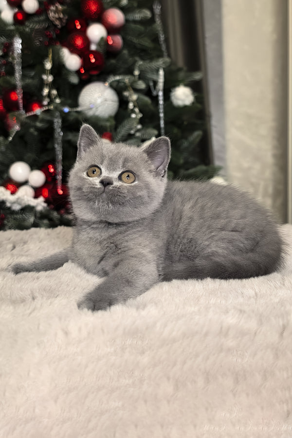 Nelli | British Shorthair Kitten