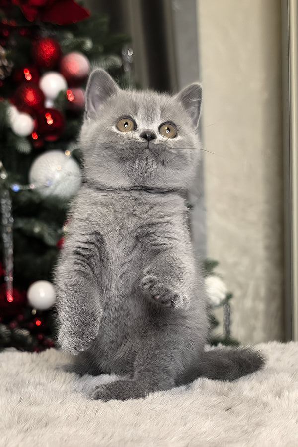 Nelli | British Shorthair Kitten