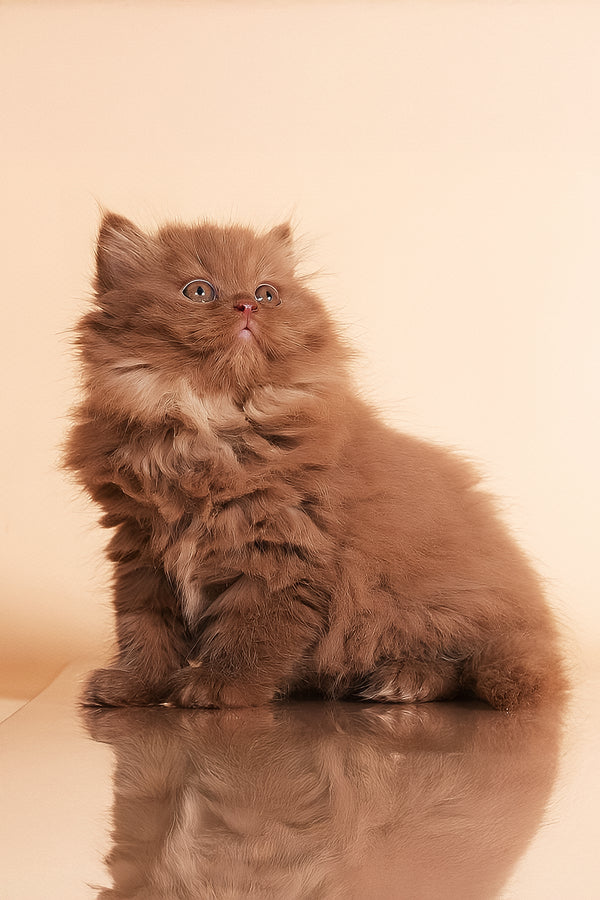 Rocky | British Longhair Kitten