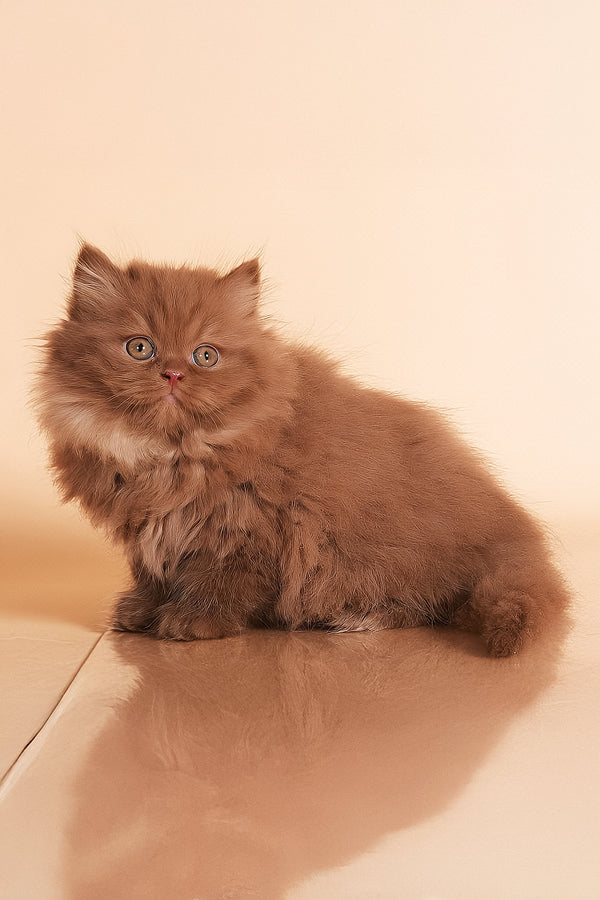 Rocky | British Longhair Kitten
