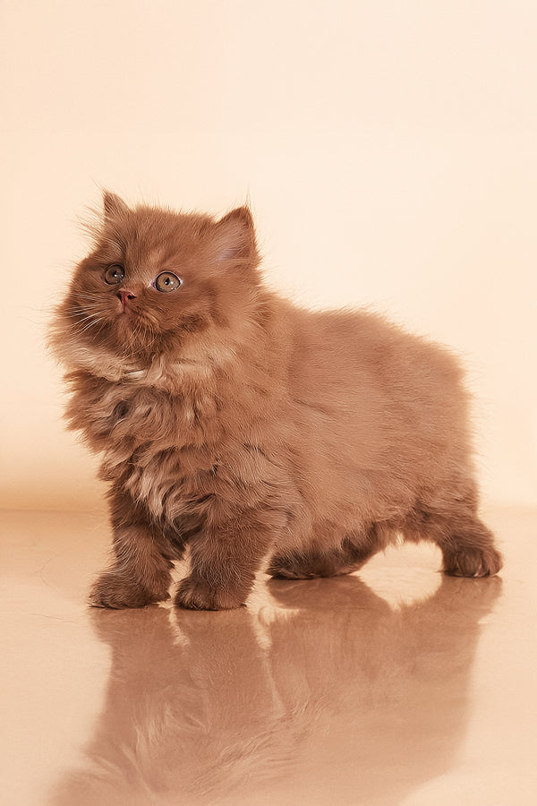 Rocky | British Longhair Kitten