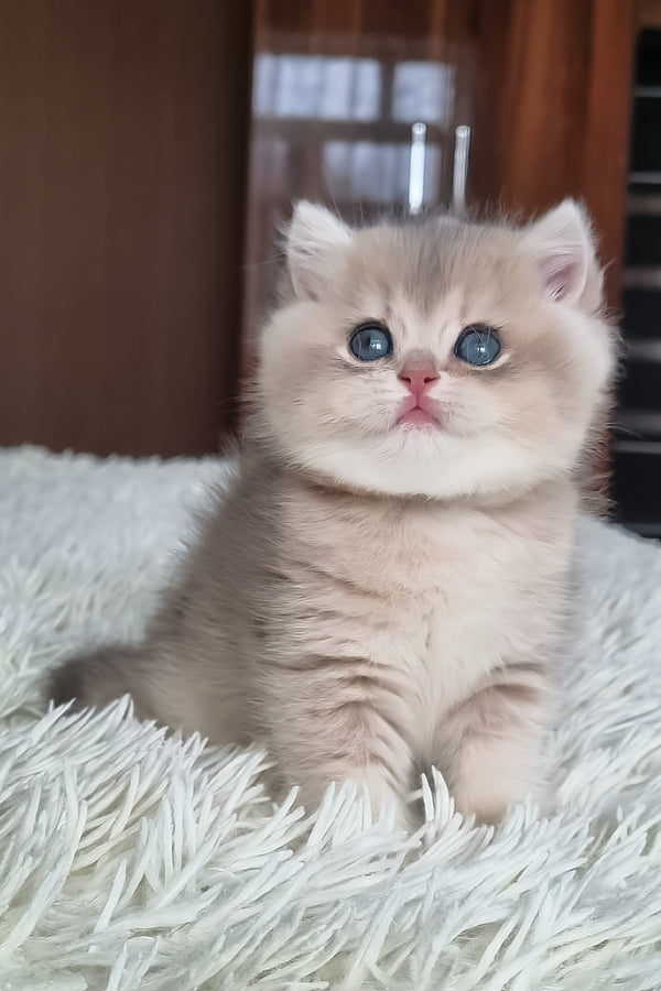 Stasya | British Shorthair Kitten
