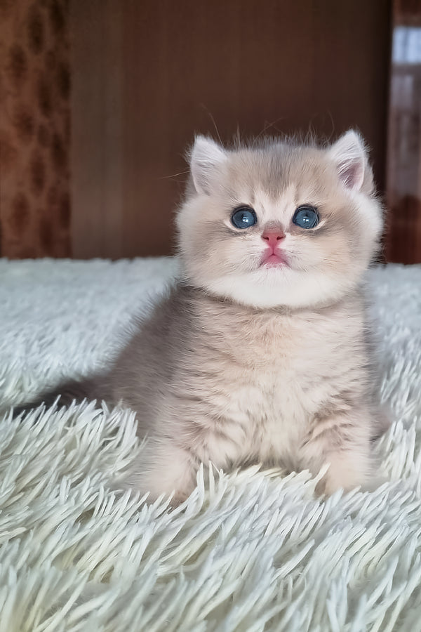 Stasya | British Shorthair Kitten