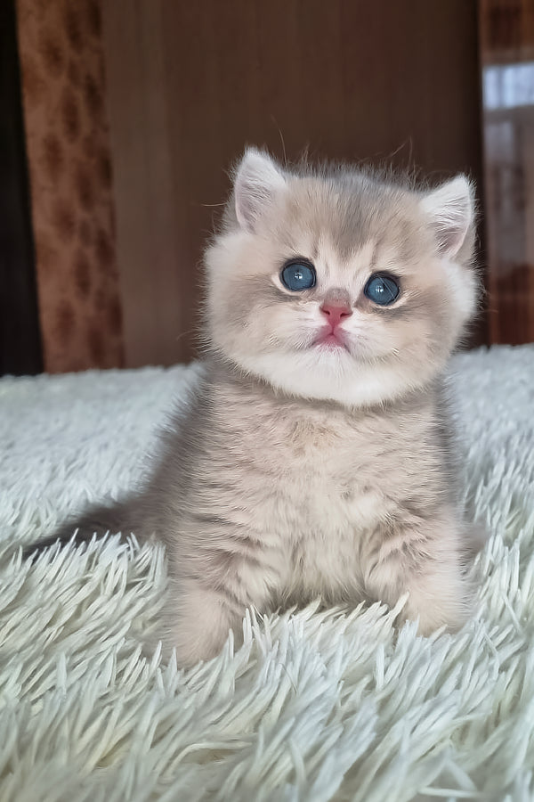 Stasya | British Shorthair Kitten