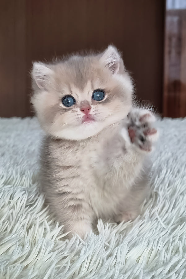 Stasya | British Shorthair Kitten