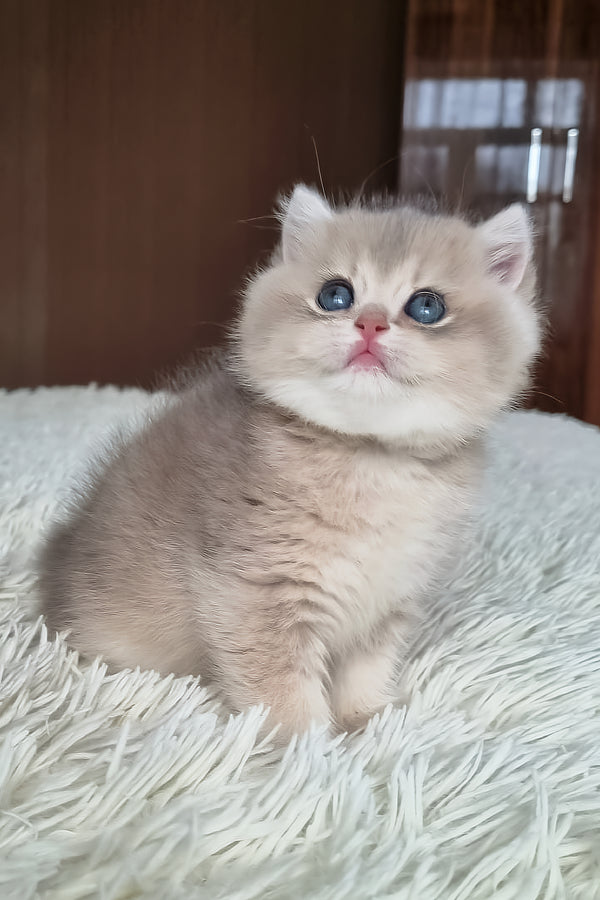 Stasya | British Shorthair Kitten