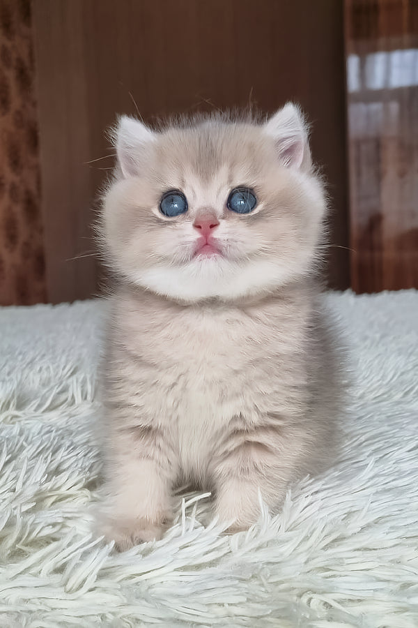 Stasya | British Shorthair Kitten