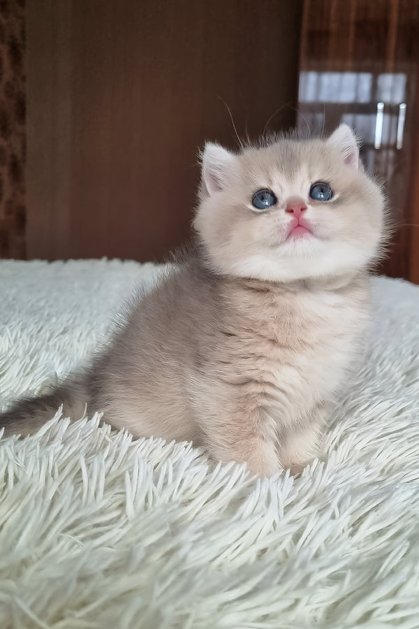 Stasya | British Shorthair Kitten