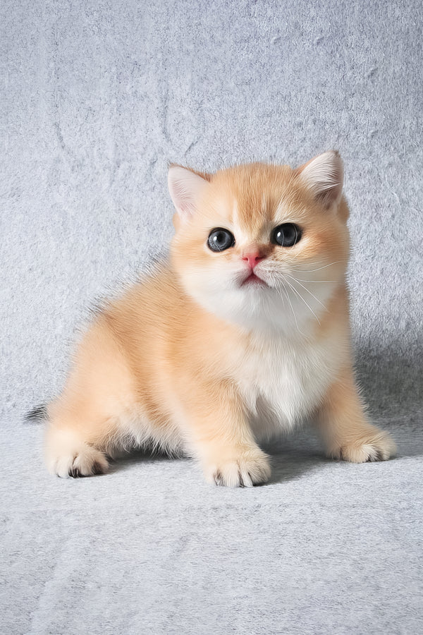 George | British Shorthair Kitten