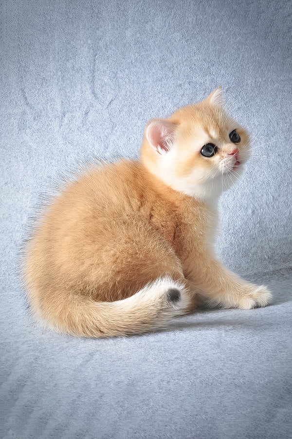 George | British Shorthair Kitten