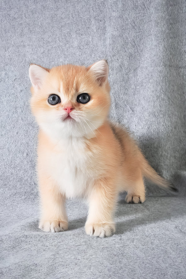 George | British Shorthair Kitten