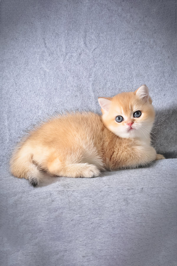 George | British Shorthair Kitten