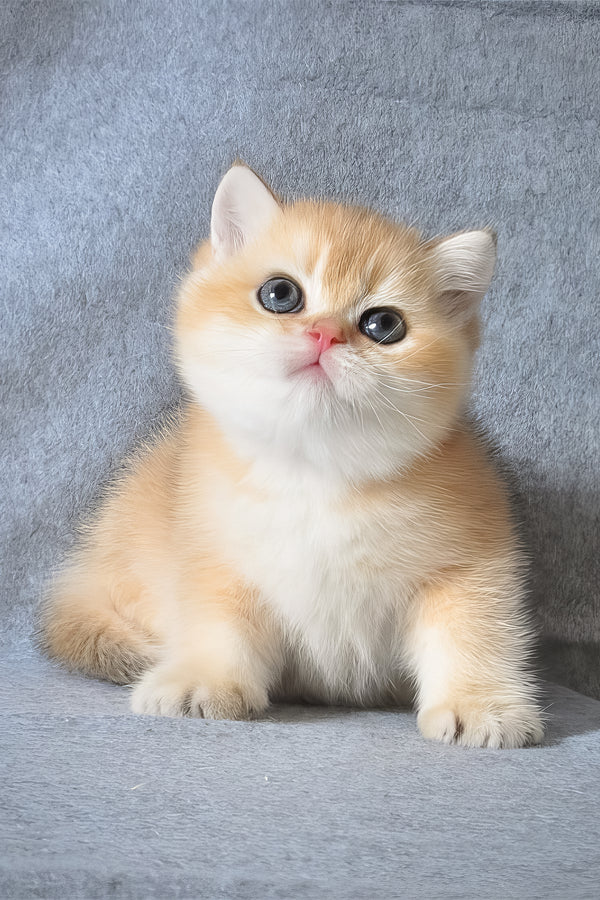George | British Shorthair Kitten