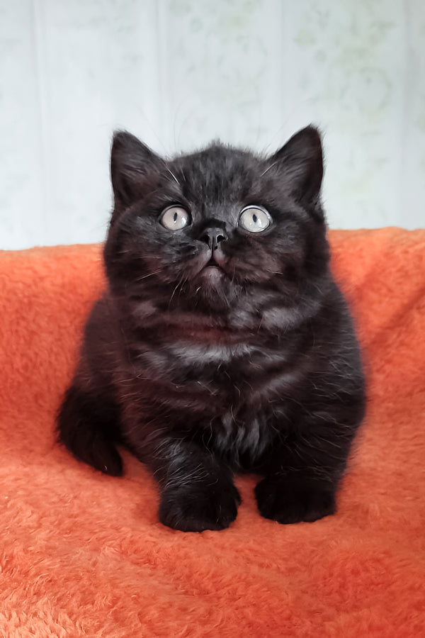 Tessa | British Shorthair Kitten