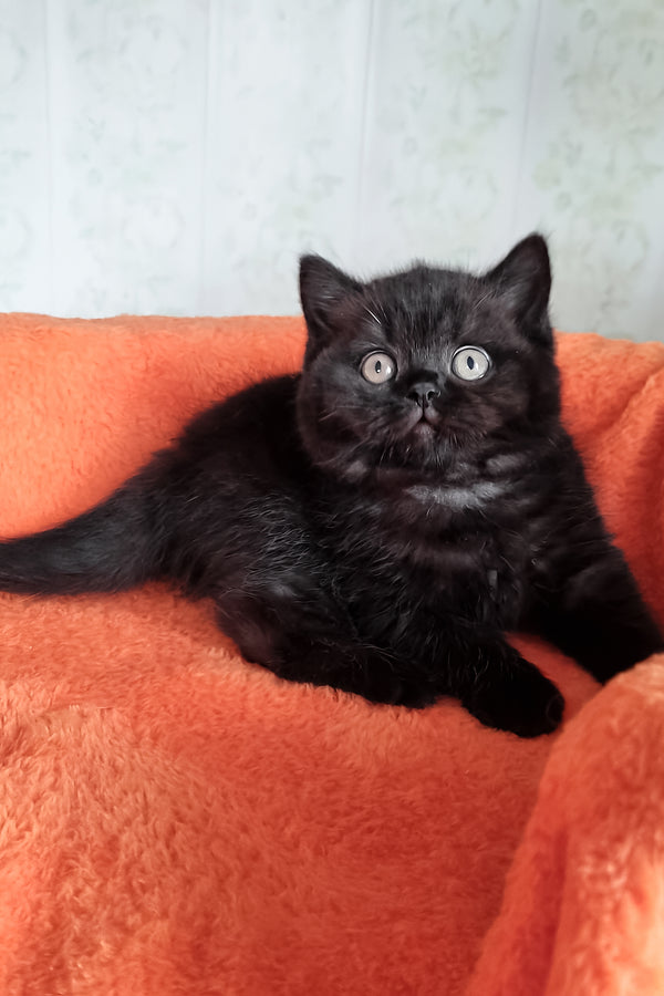 Tessa | British Shorthair Kitten