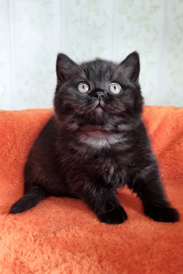 Tessa | British Shorthair Kitten