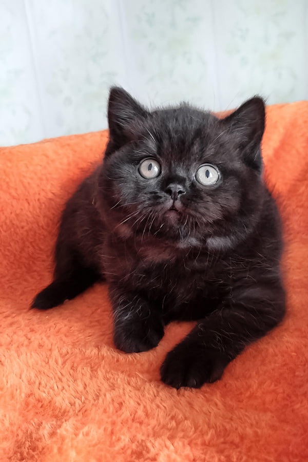 Tessa | British Shorthair Kitten