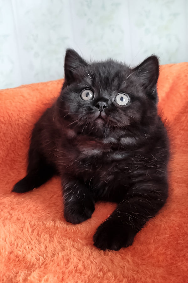 Tessa | British Shorthair Kitten