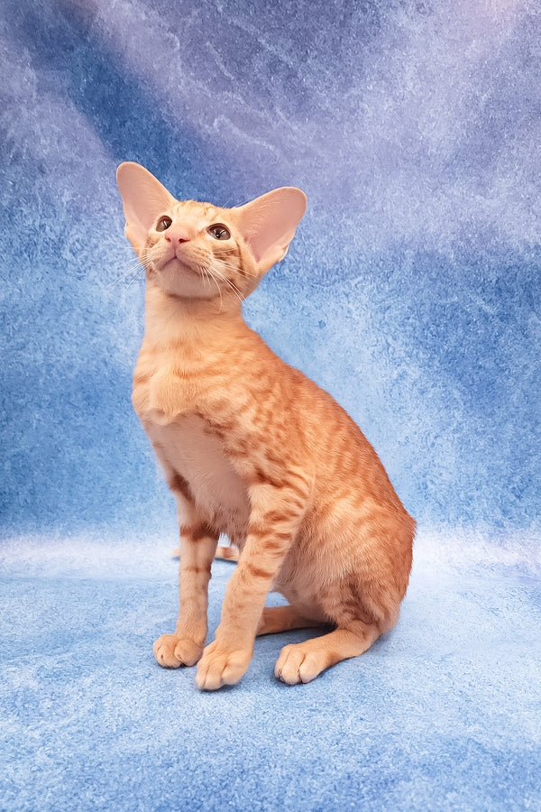 Adonis | Oriental Shorthair Kitten