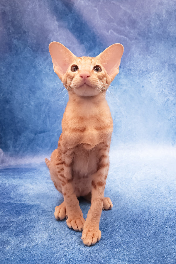 Adonis | Oriental Shorthair Kitten