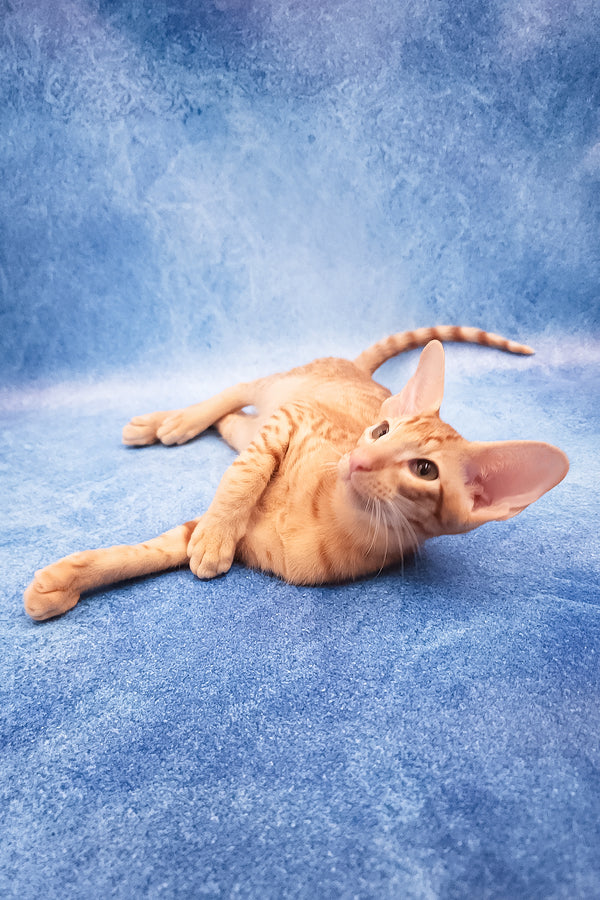 Adonis | Oriental Shorthair Kitten