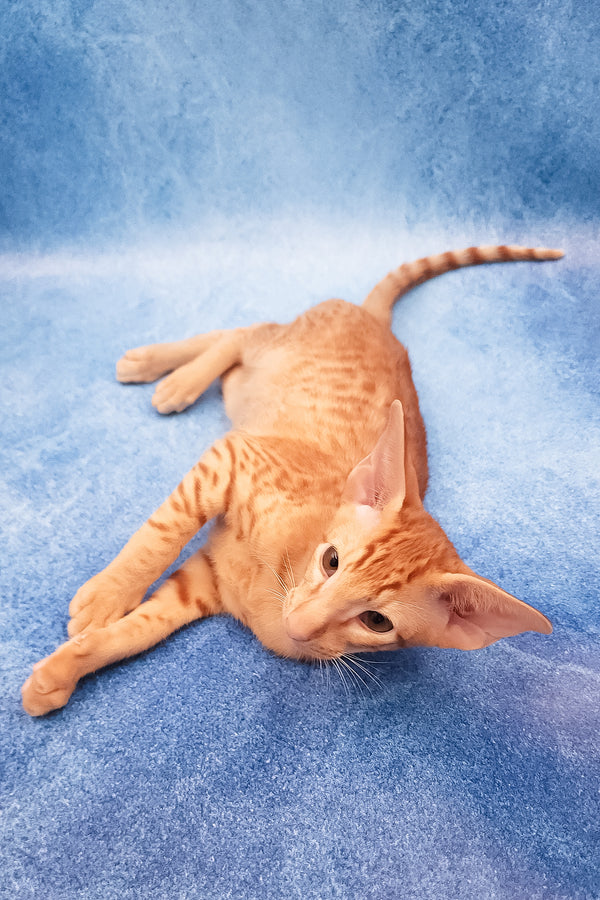 Adonis | Oriental Shorthair Kitten