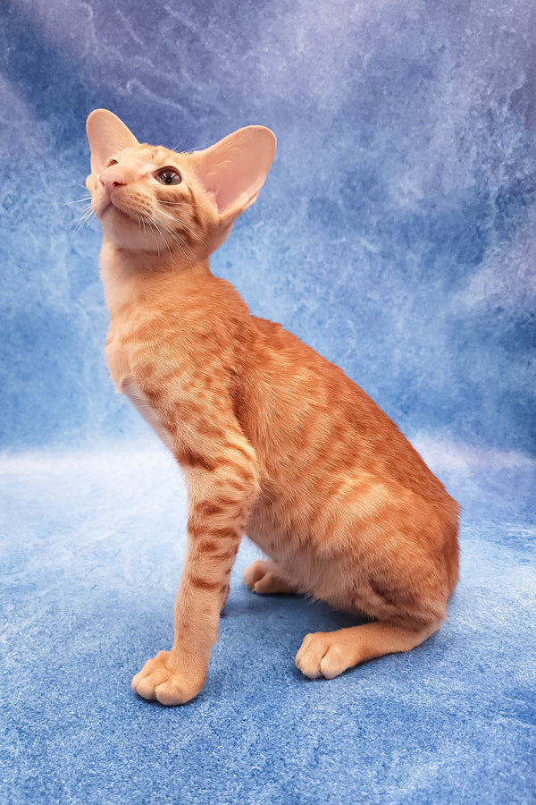 Adonis | Oriental Shorthair Kitten