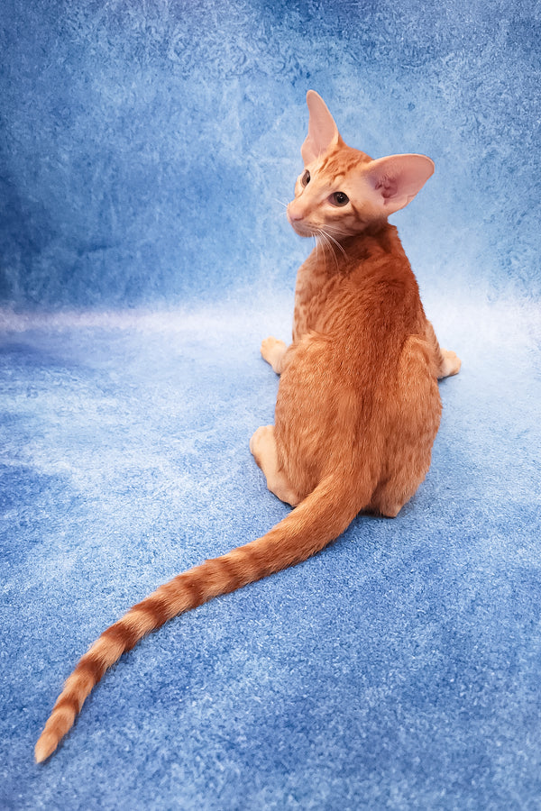 Adonis | Oriental Shorthair Kitten