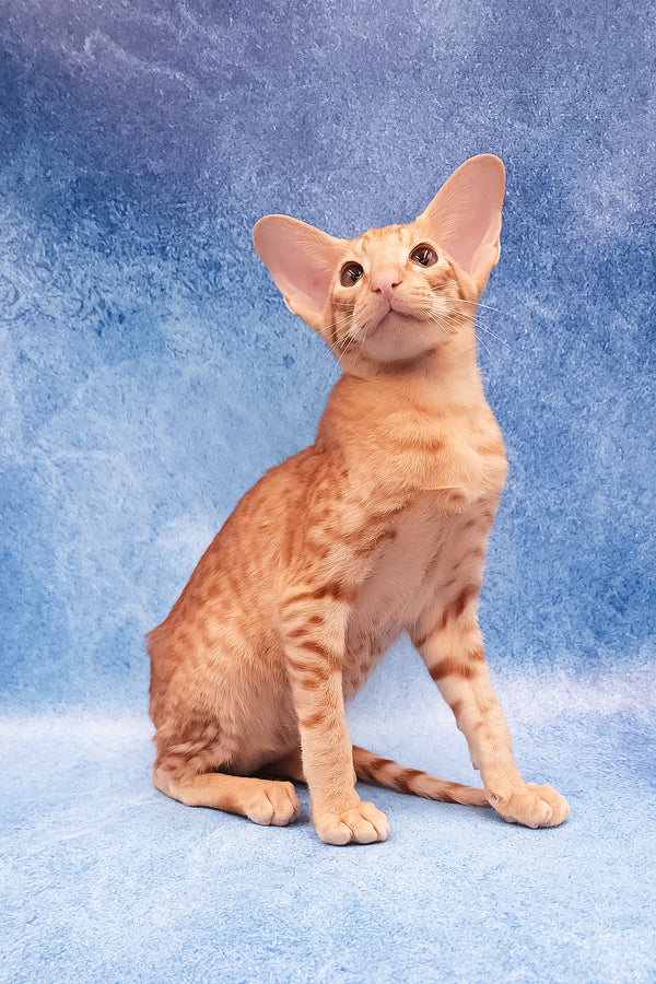 Adonis | Oriental Shorthair Kitten