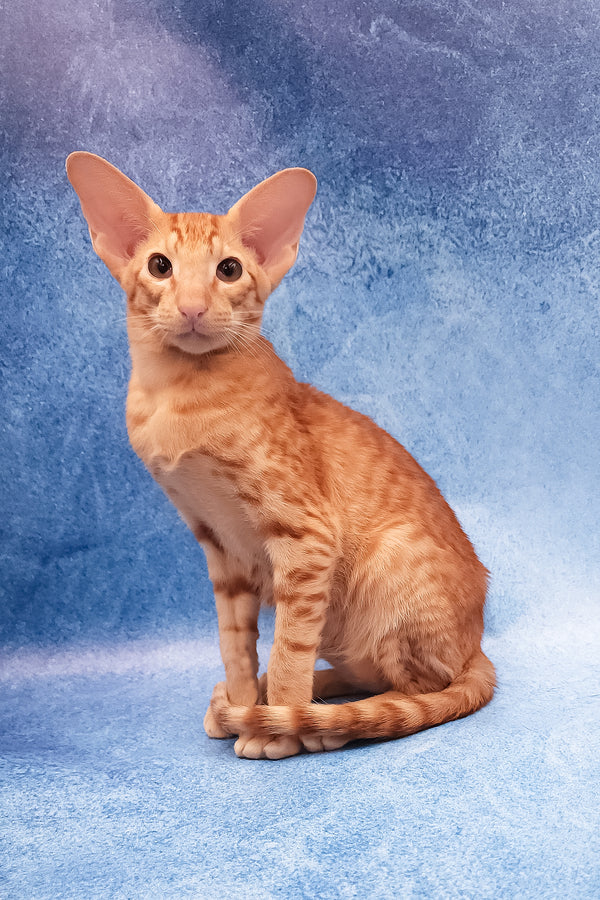 Adonis | Oriental Shorthair Kitten