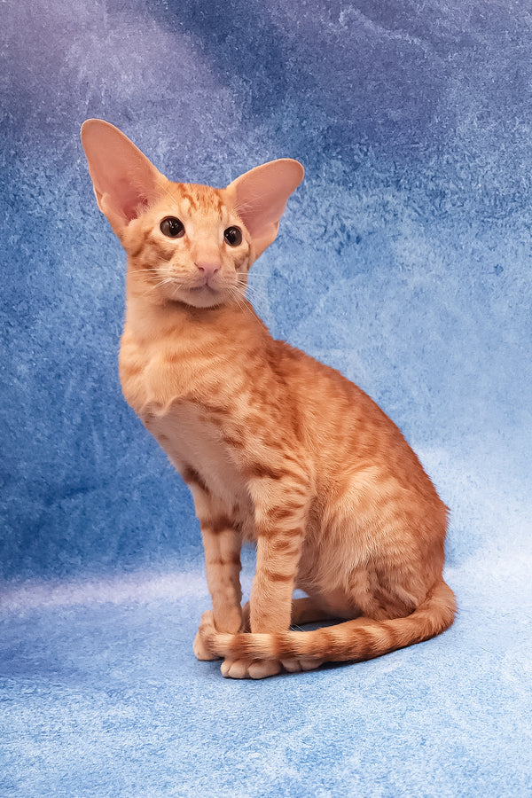Adonis | Oriental Shorthair Kitten