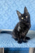 Agat | Maine Coon Kitten