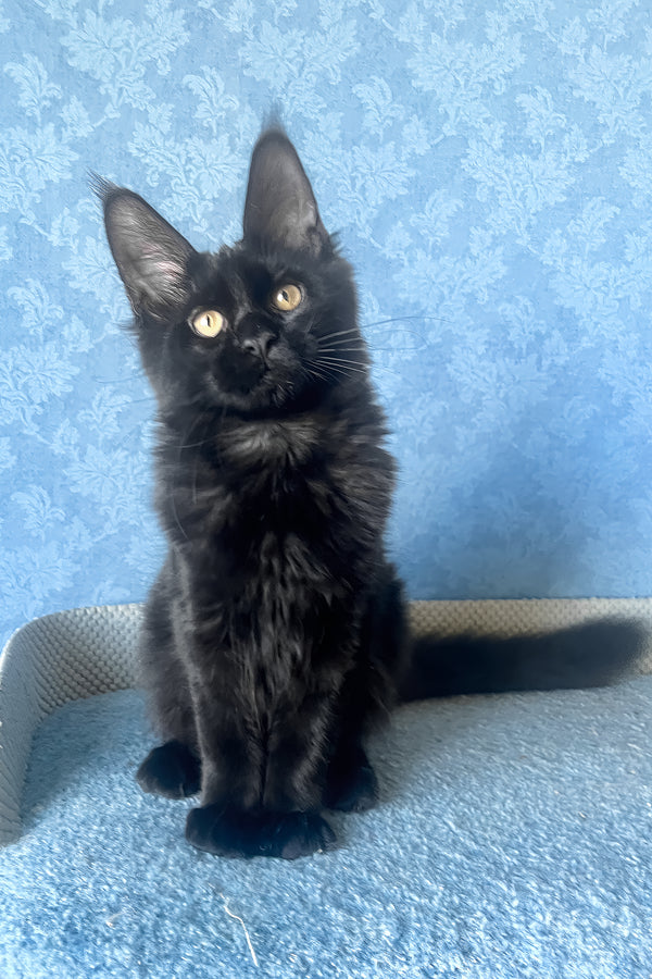 Agat | Maine Coon Kitten