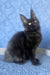 Agat | Maine Coon Kitten