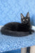 Agat | Maine Coon Kitten