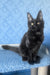 Agat | Maine Coon Kitten