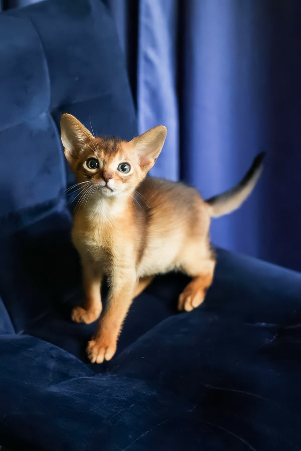 Alf | Abyssinian Kitten