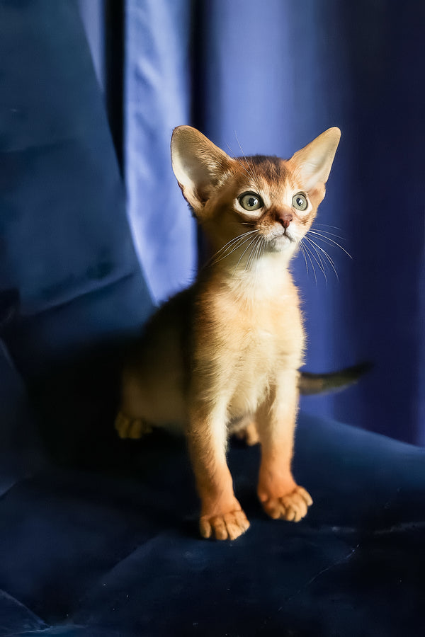 Alf | Abyssinian Kitten